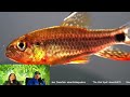 aquarium hobby talk live discussion and tips