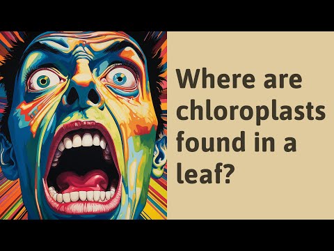 Where is chloroplast found in the leaf?