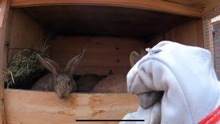 Kaninchen beisst sich duch Handschuh, Gefahr für Leib und Leben