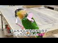 【鳥用ハーネスの紹介】〜お散歩への第一歩〜ズグロシロハラインコ