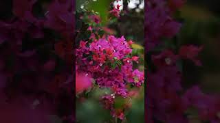 Blowing Spring               #nature #naturephotography #bougainvillea #santiniketan #nikon #flowers