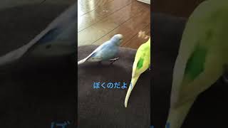 セキセイインコ　粟の穂の取り合い