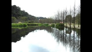 大溪月眉人工濕地生態公園在春天