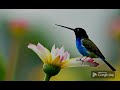 Hummingbird Hop | Fun Kids Song! 🐦🎶