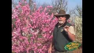 Fruit Trees in Bloom 2013