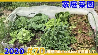 【家庭菜園2020】理想のRaised bedでレタス収穫【#70】