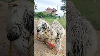 មានចិញ្ចឹមពូជមាន់ល្អៗ🐓 #chicken #chickenbreeds #chickentypes #rooster #roosterchicken #animals