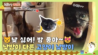 [#TV동물농장] 사람이 무서운 고양이😿 낮밤이의 너무나도 다른 낮과 밤 생활☀️🌙  / EP.1136 #TV동물농장 #AnimalFarm #SBSstory