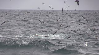 Spectacular Scilly Pelagic 18 August 2018