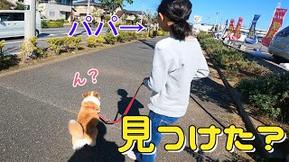 目が悪いらしいけど散歩中いないはずのパパが歩いてきたら！？