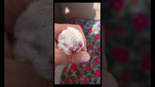 Cat's newborn cute and adorable appearance