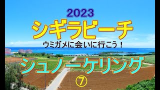 シギラビーチ　シュノーケル　宮古島　ウミガメを手懐けてみた。　2023.05.29