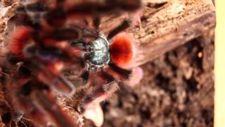 A.versicolor-mating