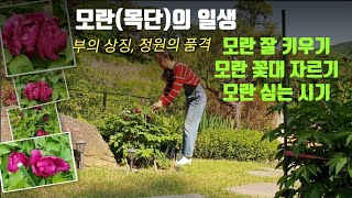 노지월동 모란(목단)의 성장과정/모란 심는 시기/모란 잘 키우기