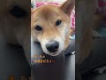 むさしをずっと見てみたら shorts 犬 柴犬 日常