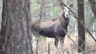 Moose and fallow deer