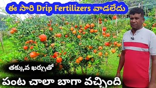 Drip Fertilizers వాడక పోయిన పంట చాలా బాగా వచ్చింది ! #pomogranate Succes #cultivation