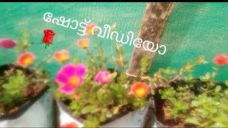 shot video //ഷോട്ട് വീഡിയോ 🌹