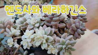 succulent plant. 다육이 멘도사와 베라하긴스! 닮은 듯 다른 두 아이