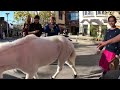 lt. rowdy mini horse visiting westfield topanga village 18