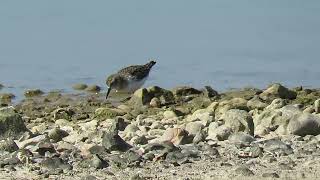 Least Sandpiper, Medmerry 2.4.2025