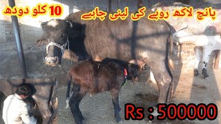 Buffalo ten kg milk worth five lakh rupees