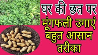 How to grow peanuts at home very Easily || घर पर मूंगफली उगाएं बहुत आसान तरीका