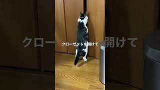 マンチカン猫のラピちゃん　今日もクローゼットを開けてイン！