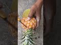 Creative Method How to grow Pineapple jackfruit #reels#shorts