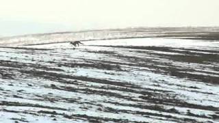 A pair of foxes near Balassagyarmat, Hungary.