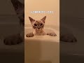 【8 19】いれぶん1年の軌跡 cat サイベリアン ネヴァマスカレード ねこ 猫動画 猫 shortvideo もふもふ catlover shorts