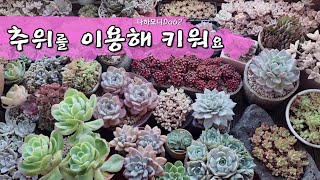 추위를 이용해 키워요. 다육관리. 다육이 잘키우기. 겨울 다육 키우기. 예뻐지는 다육이. korean succulent. 多肉植物. たにくしょくぶつ.