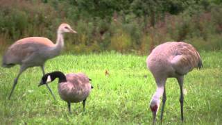 The Goose Who Thinks He is a Sandhill Crane