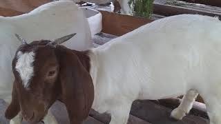 Goat Farming | The weight of a 5 months old boer goat