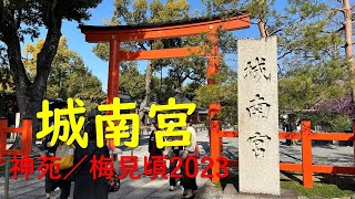 城南宮 ／神苑　見頃！しだれ梅！　2023年　Jonangu Shrine/Shinen Garden: Best time to see! Weeping plum! 　2023