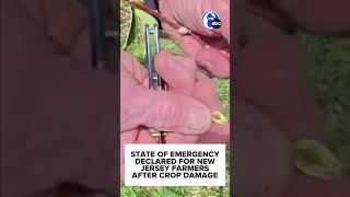 State of Emergency declared for New Jersey farmers after crop damage during April cold snap