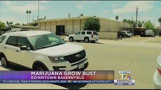 Bakersfield Police serve search warrant, bust marijuana growing facility downtown