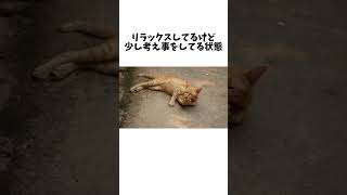 猫のしっぽの感情表現に驚く　#猫　#雑学 #豆知識