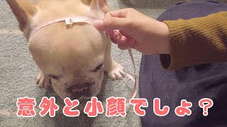 犬の体のサイズってどうやって測るの？【フレンチブルドッグのおかか】155