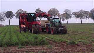 dewulf ZKII mit Fendt und JohnDeere bei der Möhren Ernte!