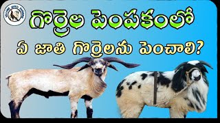 best breed for sheep farming-nellore judipi,macharla sheep@villagemultifarming4577