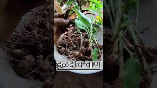 हळदीच वाण #minivlog #konkan #kokan #turmeric