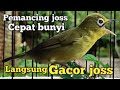 SUARA KECIAL KUNING GACOR JOSS INI | CEPAT PANCING KECIAL KUNING BUKA CIAK CIAK IKUT GACOR NGEJOS