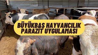 BÜYÜKBAŞ HAYVANCILIK PARAZİT UYGULAMASI NASIL YAPILIR/BÜYÜKBAŞ HAYVANCILIK İÇ DIŞ PARAZİT UYGULAMASI