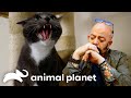 Vicious Cat Brings Jackson to Tears! | My Cat From Hell | Animal Planet