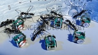 New Invention - Robotic Ants