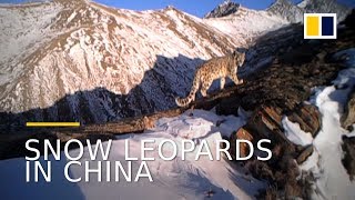 Rare footage captured of endangered snow leopards in China