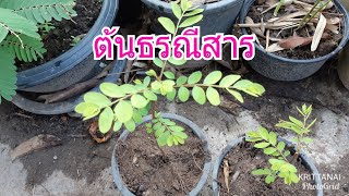 ต้นธรณีสาร ชำกิ่งไว้3สัปดาห์รากออกเพียบ....