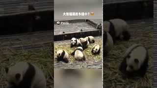 2 大熊猫到底多胆小说好的猛兽呢搞笑 胆小鬼 反差萌