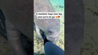 A manatee hugs your leg and won’t let go. What do you do? 😂❤️ #manatee #florida #conservation